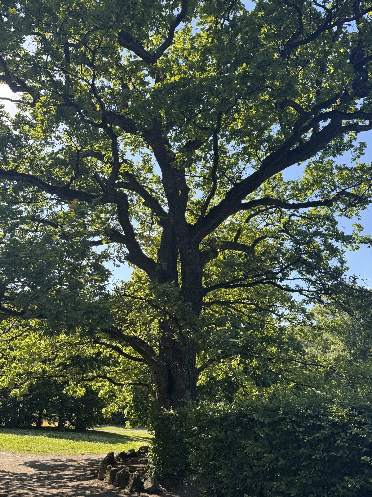 Mächtige alte Eiche mit weit ausladender Krone am Wegesrand im Bergpark
